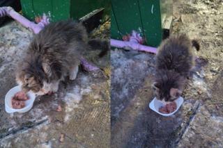 Skandal w Nasz Nowy Dom. Zrobili z CHOREGO kota maskotkę show