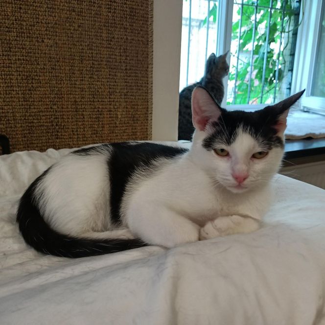 Tramwajowe koty szukają domu. "Fabryka Mruczenia", mały Duńczyk i spółka polecają się do adopcji.