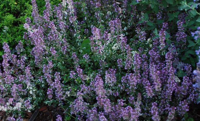 Kocimiętka 'Walker`s Low' - Nepeta 'Walker`s Low' 