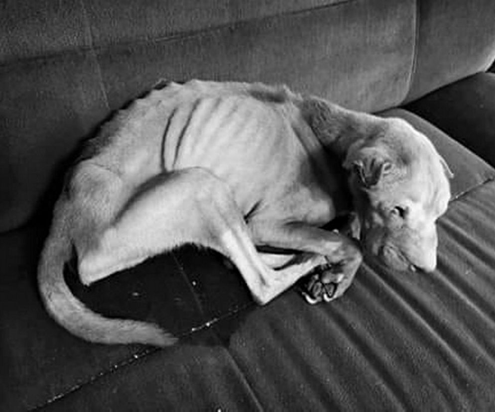 Zwyrodnialec zagłodził Bobika na śmierć