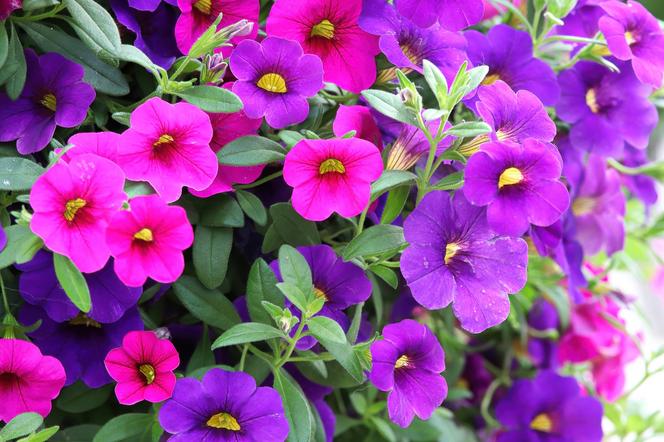 Calibrachoa, Million Bells. Zdjęcia