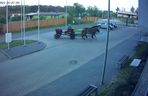 Poddębice. Wóz konny na parkingu komendy. Kierowca nietrzeźwy i z dożywotnim zakazem [ZDJĘCIA]. 