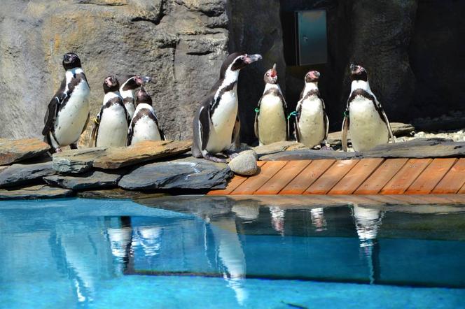 Pingwiny wróciły na wybieg zewnętrzny w chorzowskim ZOO 