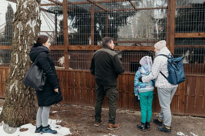 Leśne Pogotowie spełniło marzenie pacjentki hospicjum w Katowicach. Dziewczynka mogła zobaczyć i dotknąć wilka