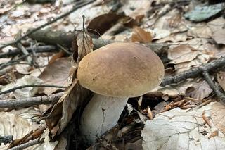 Grzybiarze penetrują lasy w Świętokrzyskiem. 25 czerwca 2024