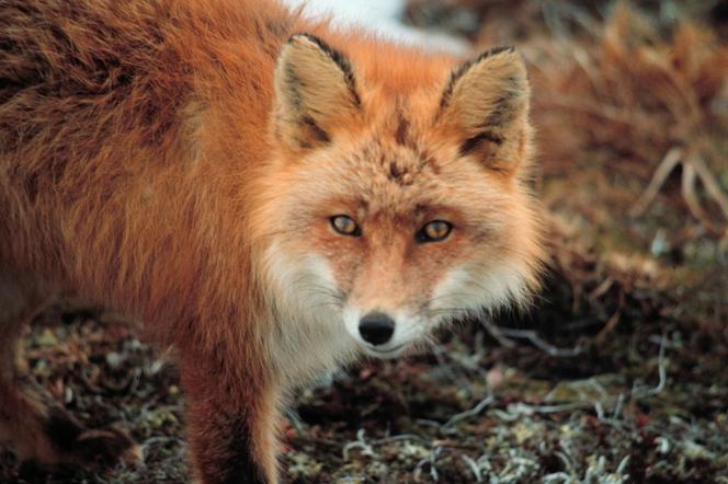 Tych szczepionek nie wolno dotykać! Rusza akcja szczepienia lisów przeciw wściekliźnie