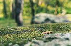 Białystok buduje Park Bioróżnorodności