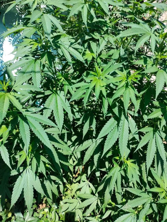 Areszt za uprawę marihuany. 