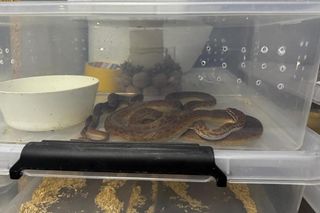 37-latek sprzedawał w Krakowie węże. W jego mieszkaniu policjanci znaleźli martwe gady