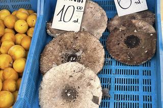 Jakie grzyby zbierać latem? Kurki i koźlarze to nie wszystko. Tych gatunków jest teraz wysyp!