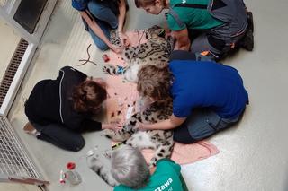 Trzymali w rękach życie pantery śnieżnej. Weterynarze wycięli Jamirowi guza z głowy