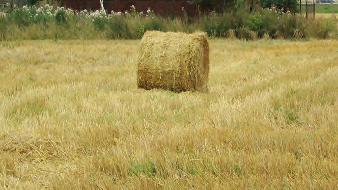 Dożynki lokalnie. Przygotowania do Święta Plonów