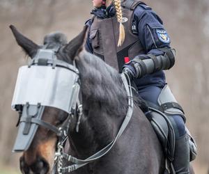 Atestacja koni policyjnych