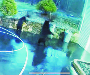 Zuchwały skok gangu futrzaków