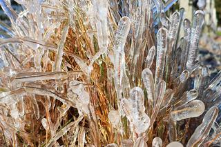 Winnica Molias po przymrozkach