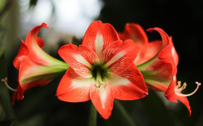 Hippeastrum