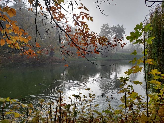 Zamojski Park jesienią