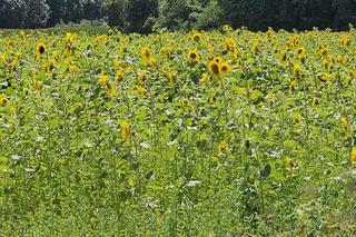 Sezon na Selfi w słonecznikach właśnie się zaczął 