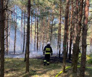 Patrole społeczne po pożarze. Na Toruńskim Wrzosowisku wciąż nerwowo