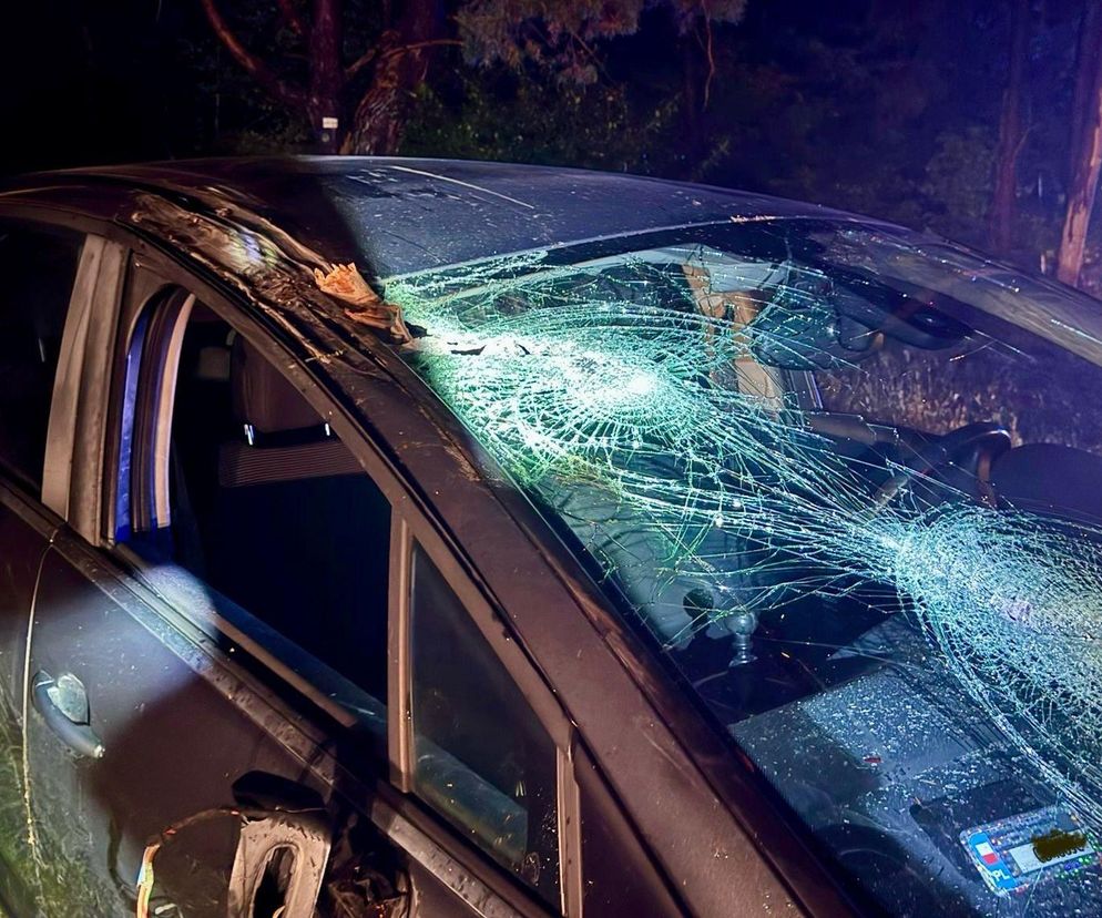 Drzewo runęło na jadący samochód! O krok od tragedii na DK 10 pod Bydgoszczą