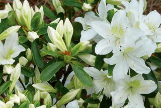Białe kwiaty ogrodowe: azalia