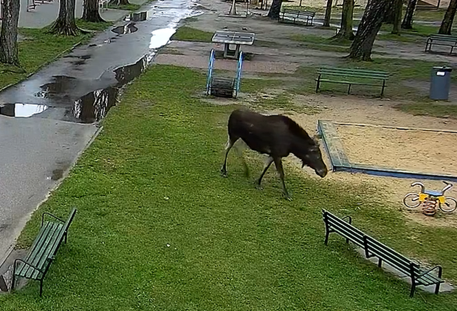 Łoś odwiedził Pabianice. Kamery uchwyciły zachowanie nietypowego gościa 