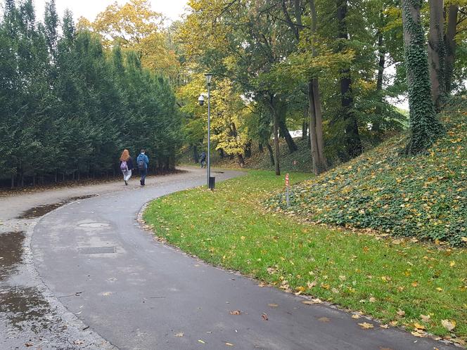 Są pieniądze na pielęgnację drzew w miejscu dawnych fortyfikacji i promenad w Lesznie