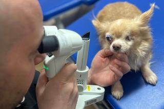 Stefcio z Ukrainy stracił oko. Weterynarze z Przemyśla chcą mu pomóc [WIDEO, GALERIA] 