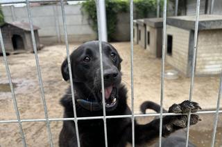 Konińskie schronisko dla zwierząt w ciężkiej sytuacji po ostatnich ulewach