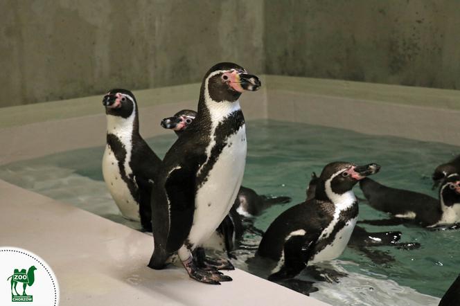 Pingwiny dotarły do śląskiego ZOO