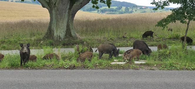 Dziki na trasie pod Olsztynem