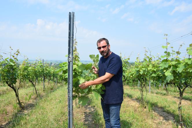 Dariusz Rosół. Pierwszy winiarz w Polsce, który może robić wino mszalne