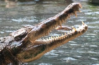 Orientarium Zoo Łódź. Pierwsze karmienie Krakena w historii ogrodu. To największy krokodyl w Europie [ZDJĘCIA].