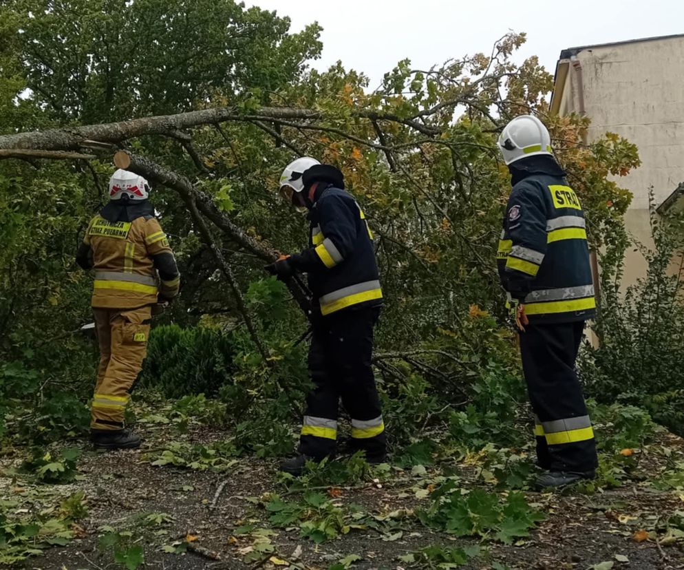 Strażacy usuwali skutki wichury. Setki powalonych drzew w Zachodniopomorskiem