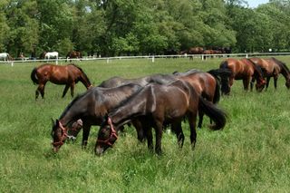 Pałac Walewskich w Walewicach