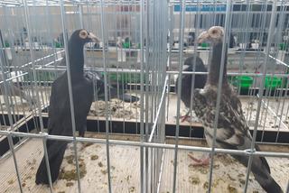 Wystawa gołębi rasowych, kur ozdobnych oraz królików hodowlanych w Tarnowie