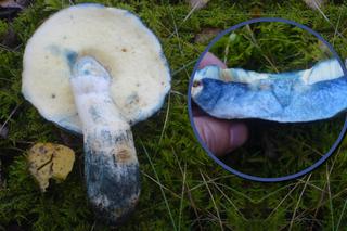 Niebieskie grzyby rosną w polskich lasach. Wyglądają niesamowicie! Wiemy, gdzie je znaleźć