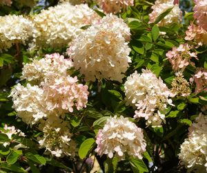 Hortensja bukietowa 'Grandiflora' - śliczna i mało wymagająca odmiana hortensji!