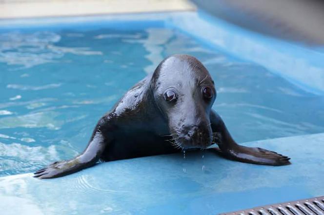 FOKI NIE CHCĄ  DAĆ SIĘ ZBADAĆ.