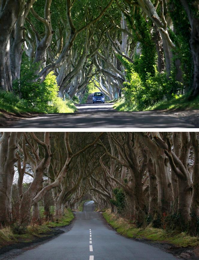 The Dark Hedges w Irlandii Północnej 