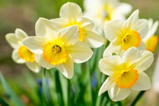 10 wiosennych kwiatów. To one są oznaką nadchodzącej ciepłej pogody. Sprawdź, czy to już wiosna!