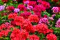 Pelargonia rabatowa - piękne kwiaty na balkon i do ogrodu