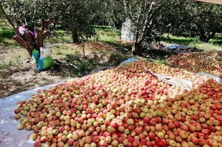 Godzinę od Warszawy leży „największy sad Europy”. To tu zabłądził sam król Kazimierz