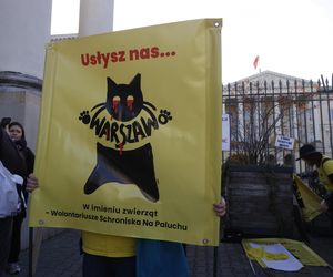 Wielki protest przez ratuszem. Wolontariusze walczą o życie kotów