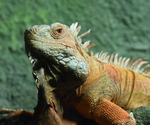 Rozpoznasz gady i płazy mieszkające w zamojskim zoo? QUIZ