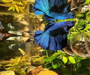 Studio Akwarystyki Aqua Dreams w Bydgoszczy to miejsce z wielką pasją