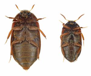 Atak afrykańskich chrząszczy w Warszawie! Są gorsze od moli, uważajcie na ubrania