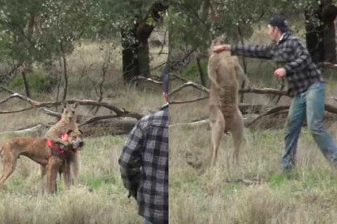 Człowiek dał w pysk kangurowi