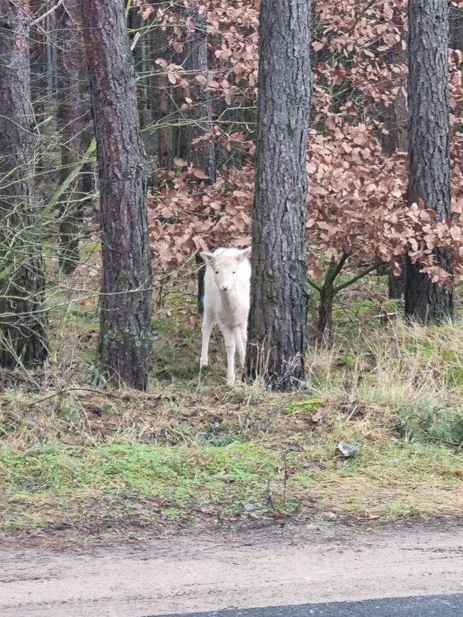 Biała sarna w wielkopolskich lasach