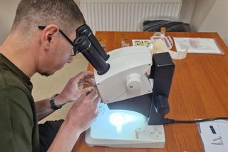 Leśnicy wyłapują groźne owady